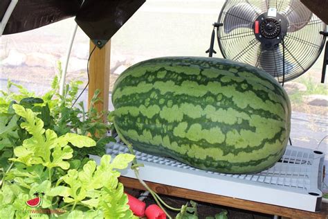 How To Grow HUGE Watermelons! .
